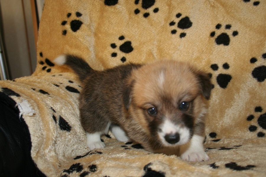 Puppies